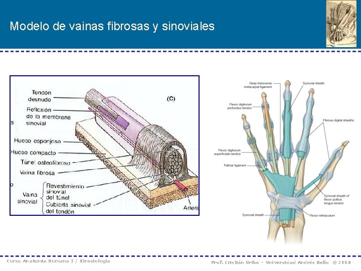 Modelo de vainas fibrosas y sinoviales Curso Anatomía Humana I / Kinesiología Prof. Cristián