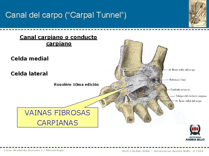 Canal del carpo (“Carpal Tunnel”) Canal carpiano o conducto carpiano Celda medial Celda lateral