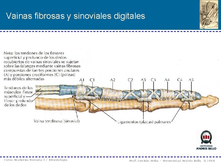 Vainas fibrosas y sinoviales digitales Curso Anatomía Humana I / Kinesiología Prof. Cristián Uribe