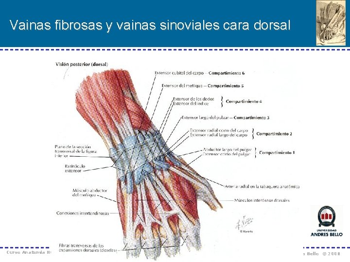 Vainas fibrosas y vainas sinoviales cara dorsal Curso Anatomía Humana I / Kinesiología Prof.