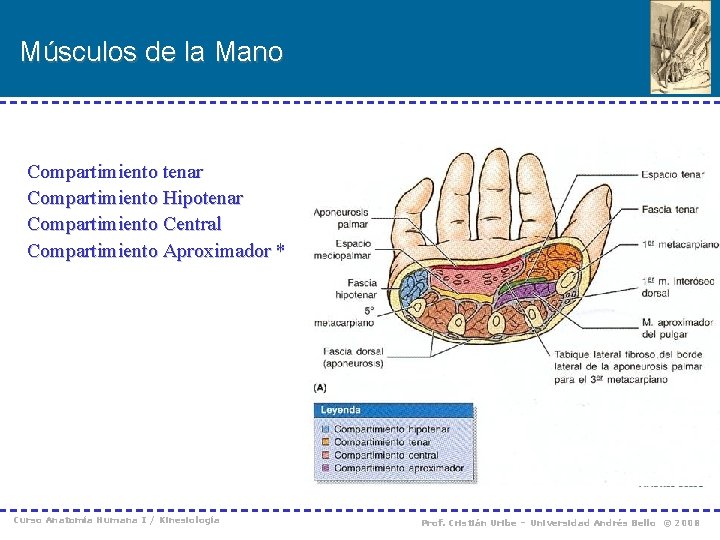 Músculos de la Mano Compartimiento tenar Compartimiento Hipotenar Compartimiento Central Compartimiento Aproximador * Curso