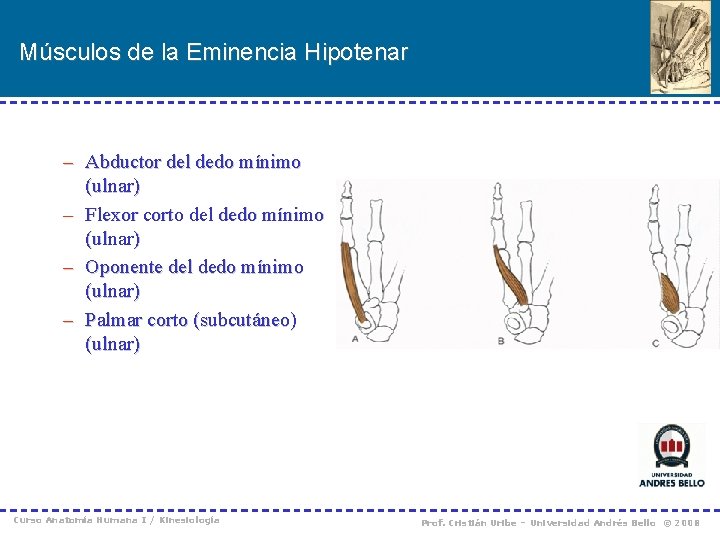 Músculos de la Eminencia Hipotenar – Abductor del dedo mínimo (ulnar) – Flexor corto