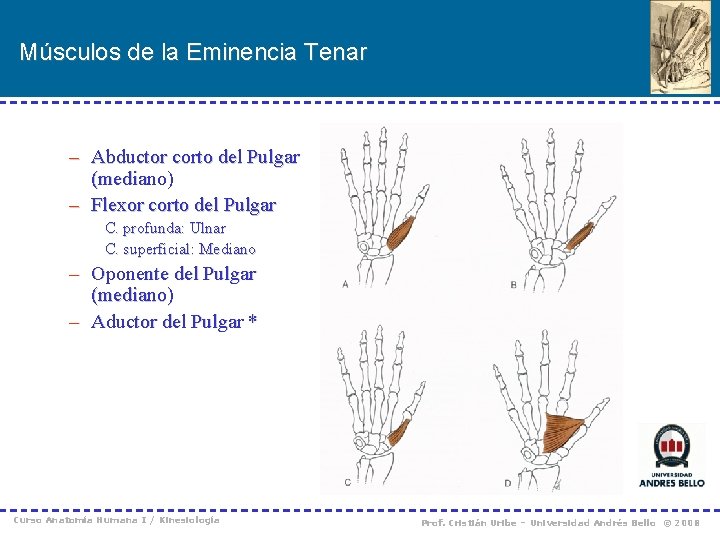 Músculos de la Eminencia Tenar – Abductor corto del Pulgar (mediano) – Flexor corto