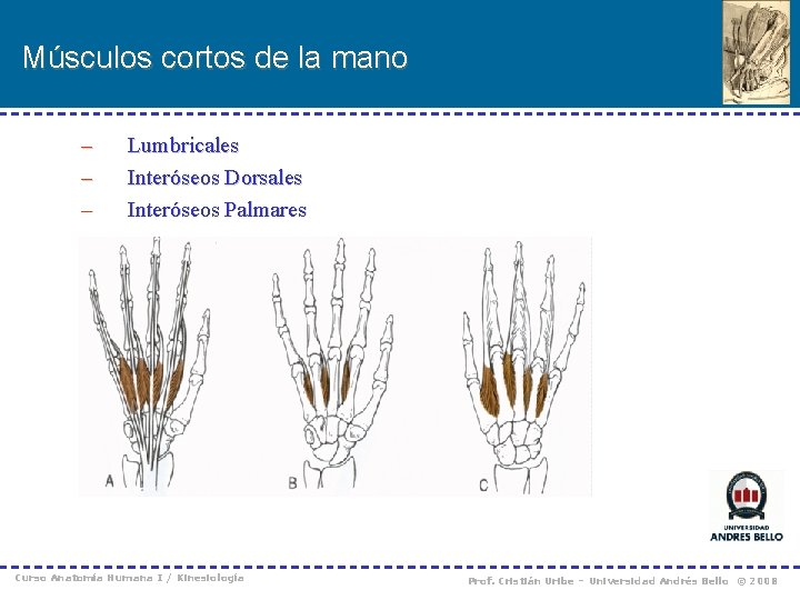 Músculos cortos de la mano – – – Lumbricales Interóseos Dorsales Interóseos Palmares Curso