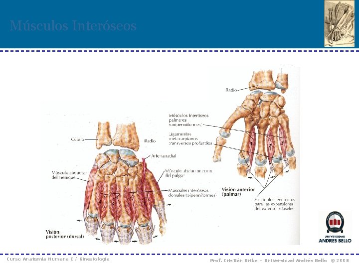 Músculos Interóseos Curso Anatomía Humana I / Kinesiología Prof. Cristián Uribe – Universidad Andrés