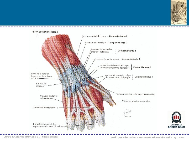 Curso Anatomía Humana I / Kinesiología Prof. Cristián Uribe – Universidad Andrés Bello ©