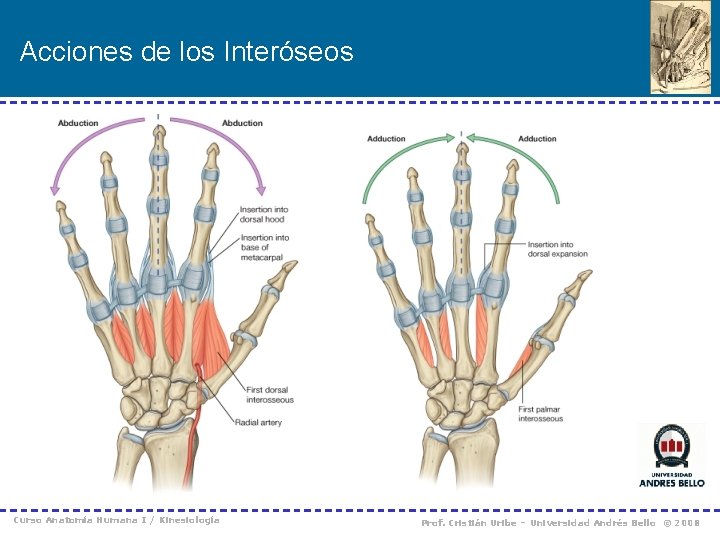 Acciones de los Interóseos Curso Anatomía Humana I / Kinesiología Prof. Cristián Uribe –