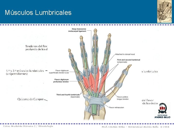 Músculos Lumbricales Curso Anatomía Humana I / Kinesiología Prof. Cristián Uribe – Universidad Andrés