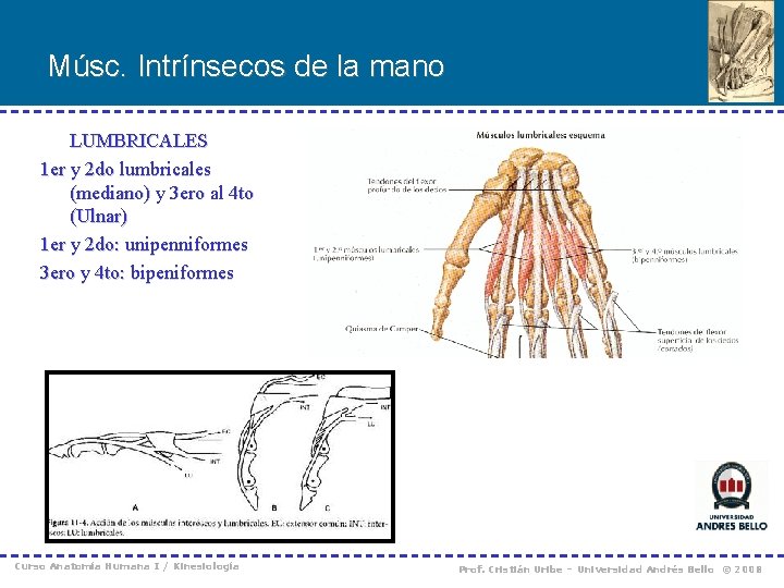 Músc. Intrínsecos de la mano LUMBRICALES 1 er y 2 do lumbricales (mediano) y