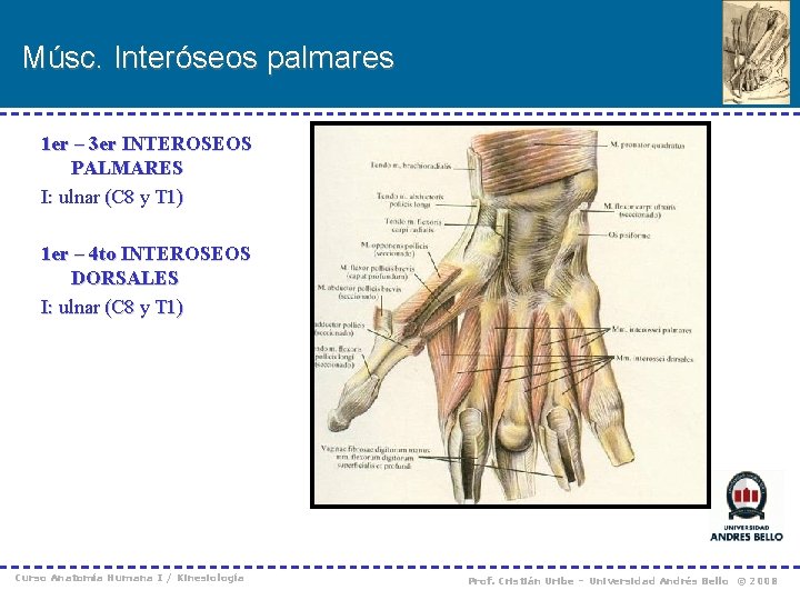 Músc. Interóseos palmares 1 er – 3 er INTEROSEOS PALMARES I: ulnar (C 8