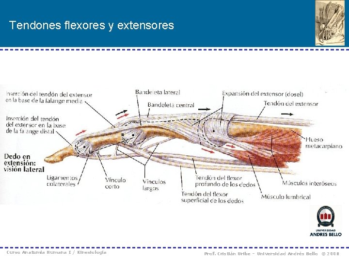 Tendones flexores y extensores Curso Anatomía Humana I / Kinesiología Prof. Cristián Uribe –