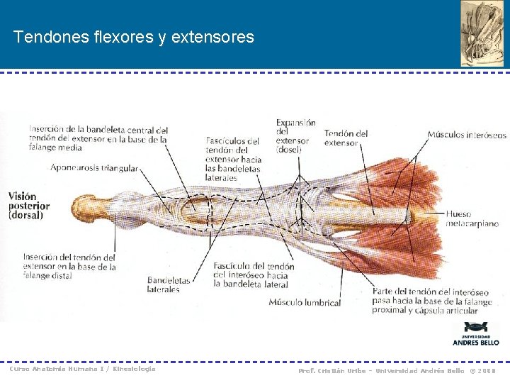 Tendones flexores y extensores Curso Anatomía Humana I / Kinesiología Prof. Cristián Uribe –