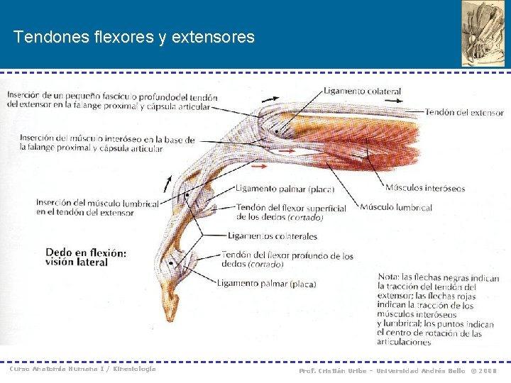 Tendones flexores y extensores Curso Anatomía Humana I / Kinesiología Prof. Cristián Uribe –