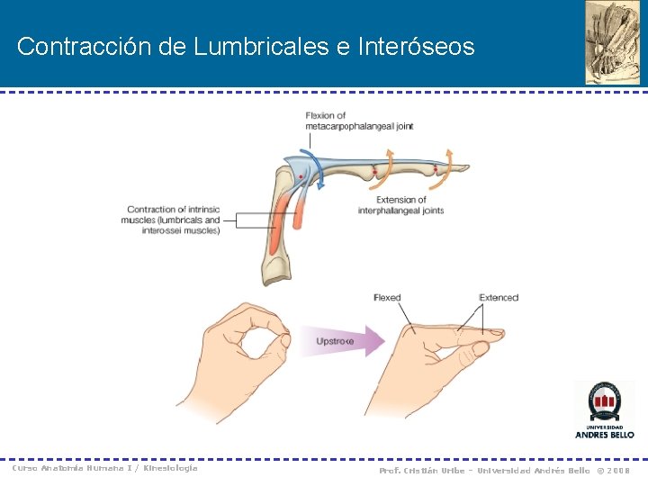 Contracción de Lumbricales e Interóseos Curso Anatomía Humana I / Kinesiología Prof. Cristián Uribe