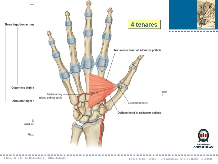 4 tenares Curso Anatomía Humana I / Kinesiología Prof. Cristián Uribe – Universidad Andrés
