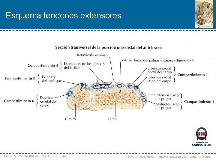 Esquema tendones extensores Curso Anatomía Humana I / Kinesiología Prof. Cristián Uribe – Universidad