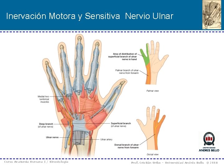 Inervación Motora y Sensitiva Nervio Ulnar Curso Anatomía Humana I / Kinesiología Prof. Cristián