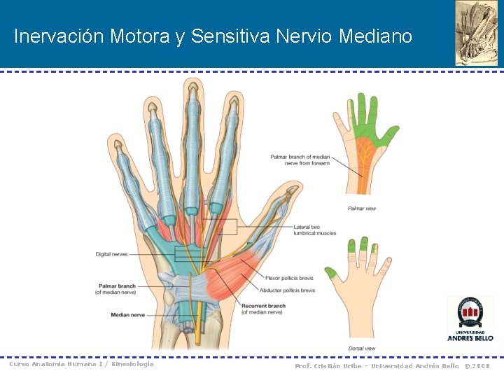 Inervación Motora y Sensitiva Nervio Mediano Curso Anatomía Humana I / Kinesiología Prof. Cristián