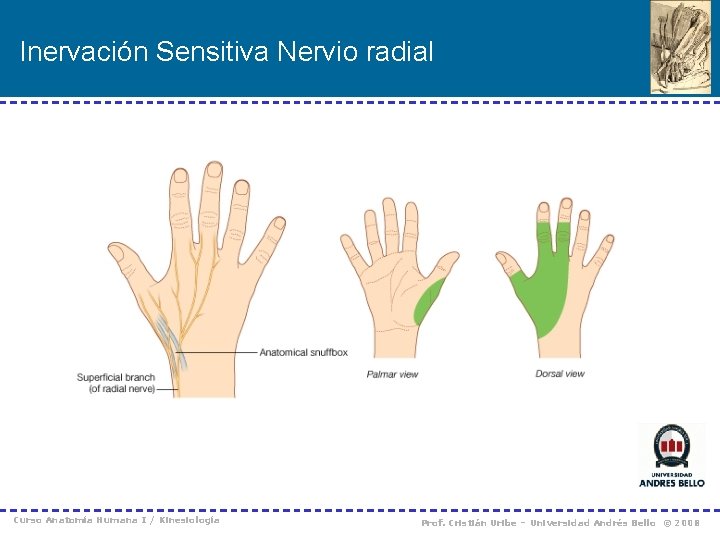 Inervación Sensitiva Nervio radial Curso Anatomía Humana I / Kinesiología Prof. Cristián Uribe –