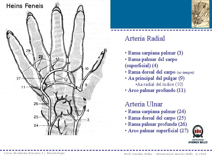 Heins Feneis Arteria Radial • Rama carpiana palmar (3) • Rama palmar del carpo