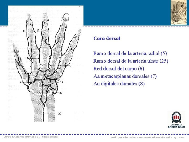 Cara dorsal Ramo dorsal de la arteria radial (5) Ramo dorsal de la arteria