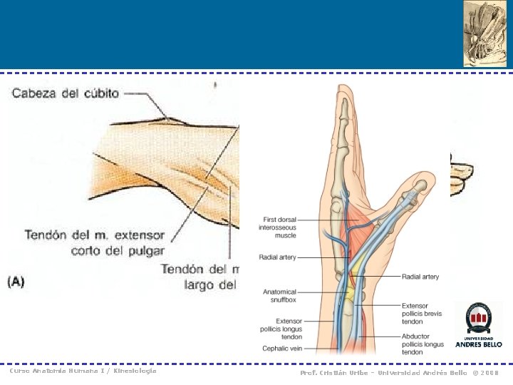Curso Anatomía Humana I / Kinesiología Prof. Cristián Uribe – Universidad Andrés Bello ©