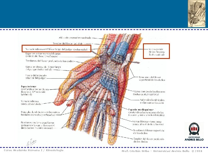 Curso Anatomía Humana I / Kinesiología Prof. Cristián Uribe – Universidad Andrés Bello ©