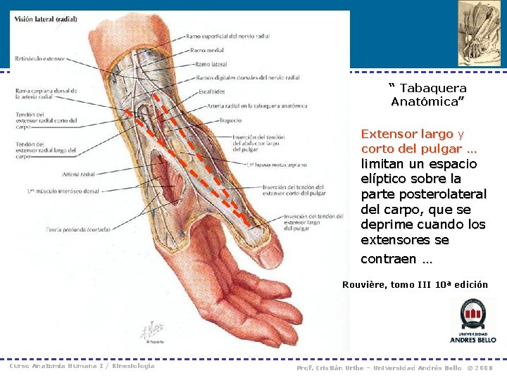 “ Tabaquera Anatómica” Extensor largo y corto del pulgar … limitan un espacio elíptico