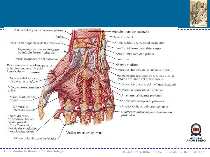 Curso Anatomía Humana I / Kinesiología Prof. Cristián Uribe – Universidad Andrés Bello ©