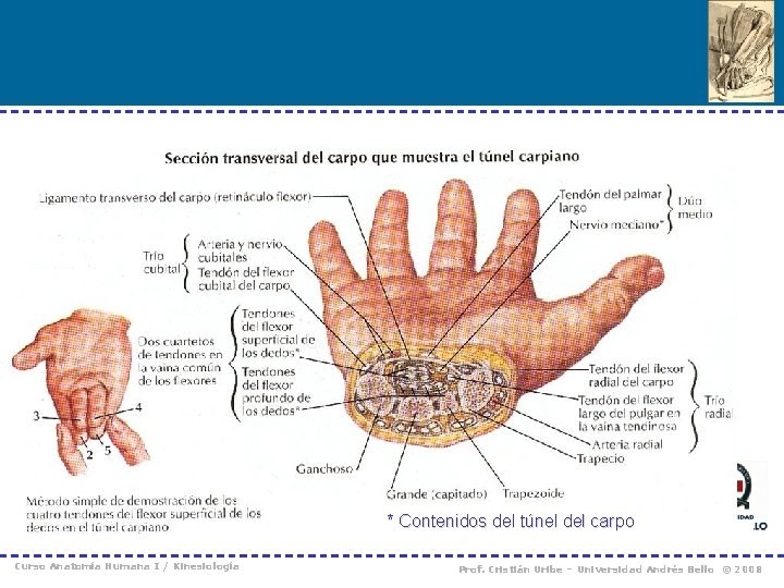 * Contenidos del túnel del carpo Curso Anatomía Humana I / Kinesiología Prof. Cristián