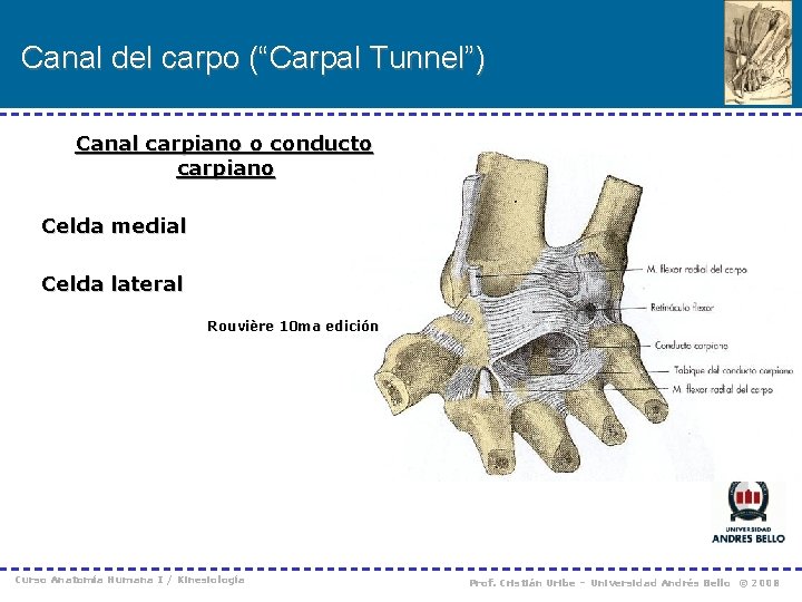 Canal del carpo (“Carpal Tunnel”) Canal carpiano o conducto carpiano Celda medial Celda lateral