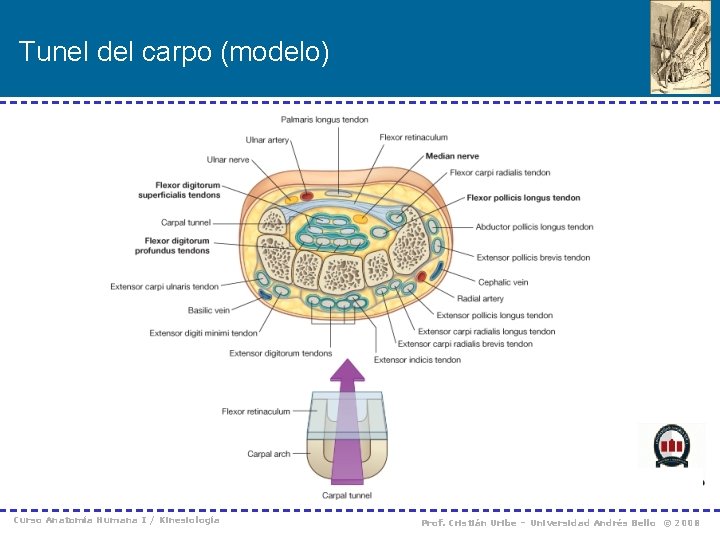 Tunel del carpo (modelo) Curso Anatomía Humana I / Kinesiología Prof. Cristián Uribe –