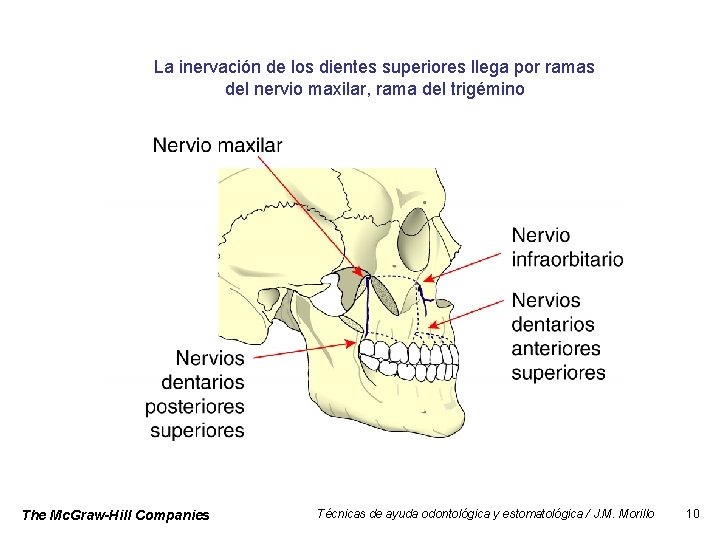 La inervación de los dientes superiores llega por ramas del nervio maxilar, rama del