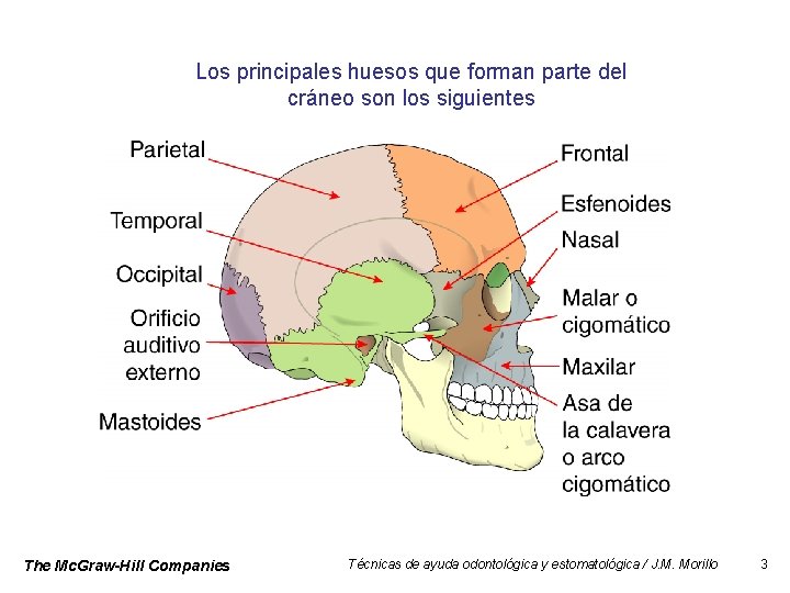 Los principales huesos que forman parte del cráneo son los siguientes The Mc. Graw-Hill