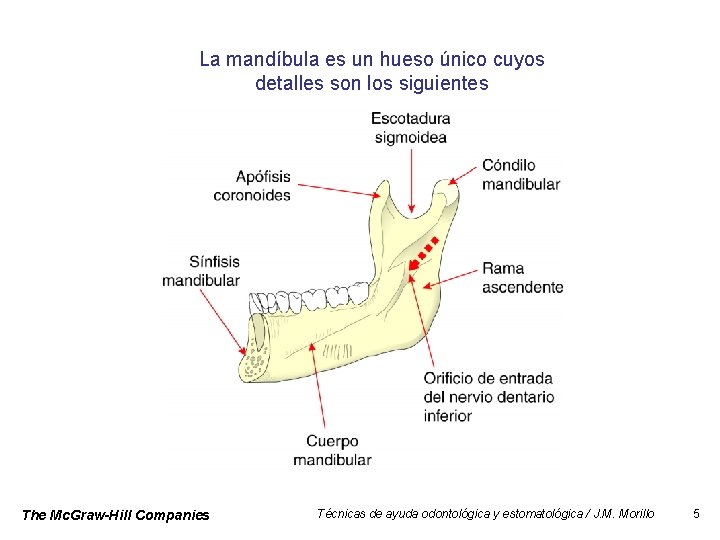 La mandíbula es un hueso único cuyos detalles son los siguientes The Mc. Graw-Hill