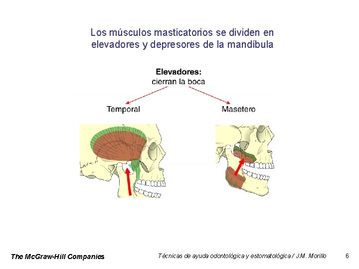 Los músculos masticatorios se dividen en elevadores y depresores de la mandíbula The Mc.