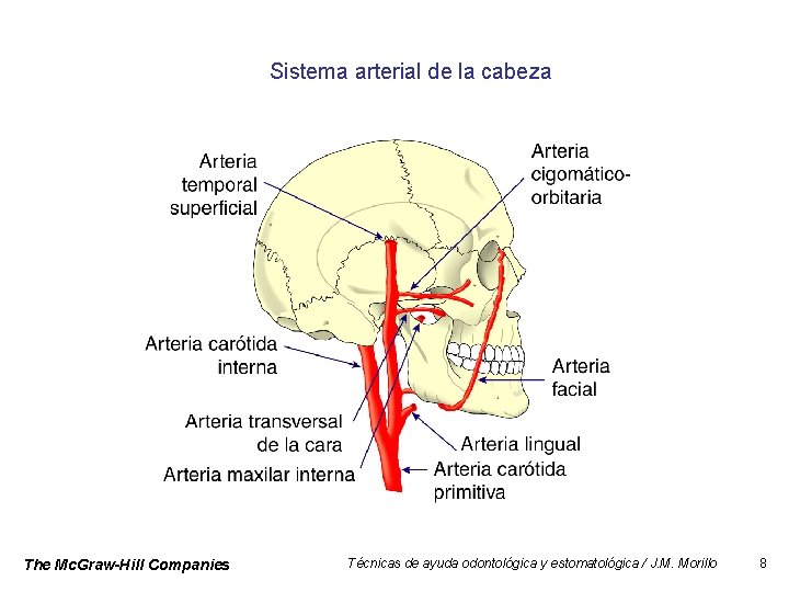 Sistema arterial de la cabeza The Mc. Graw-Hill Companies Técnicas de ayuda odontológica y