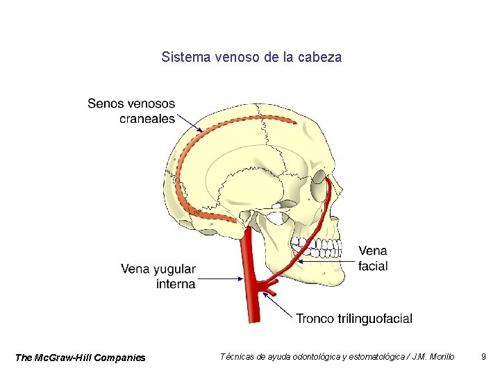 Sistema venoso de la cabeza The Mc. Graw-Hill Companies Técnicas de ayuda odontológica y