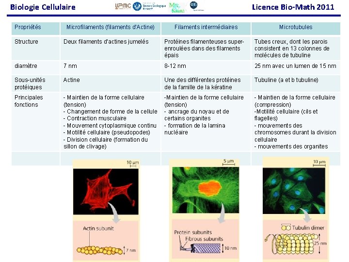 Biologie Cellulaire Propriétés Microfilaments (filaments d’Actine) 1. 2. Le cytosquelette Licence Bio-Math 2011 Filaments
