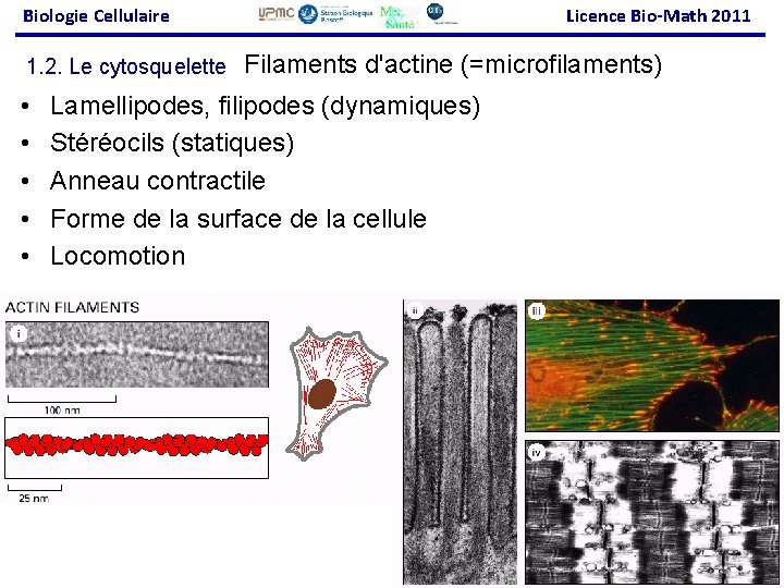 Biologie Cellulaire 1. 2. Le cytosquelette • • • Licence Bio-Math 2011 Filaments d'actine