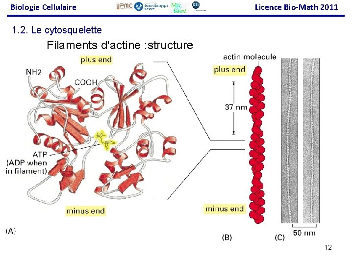 Biologie Cellulaire Licence Bio-Math 2011 1. 2. Le cytosquelette Filaments d'actine : structure 12