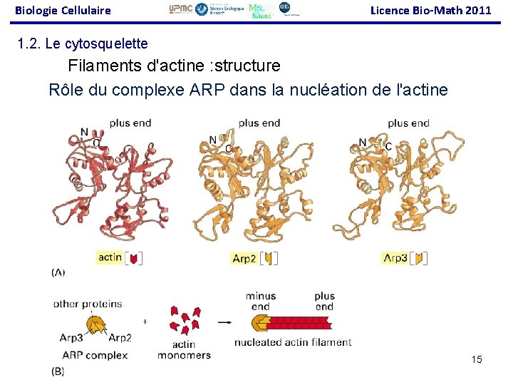 Biologie Cellulaire Licence Bio-Math 2011 1. 2. Le cytosquelette Filaments d'actine : structure Rôle