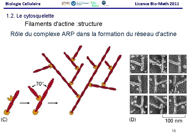 Biologie Cellulaire Licence Bio-Math 2011 1. 2. Le cytosquelette Filaments d'actine : structure Rôle