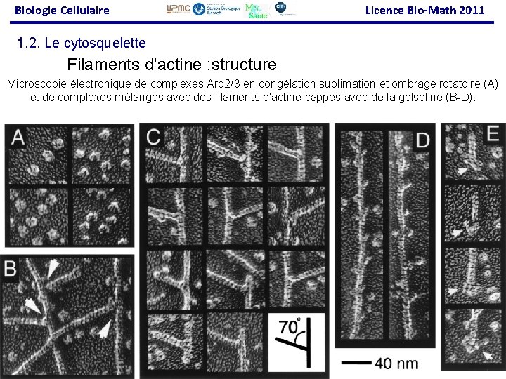 Biologie Cellulaire Licence Bio-Math 2011 1. 2. Le cytosquelette Filaments d'actine : structure Microscopie