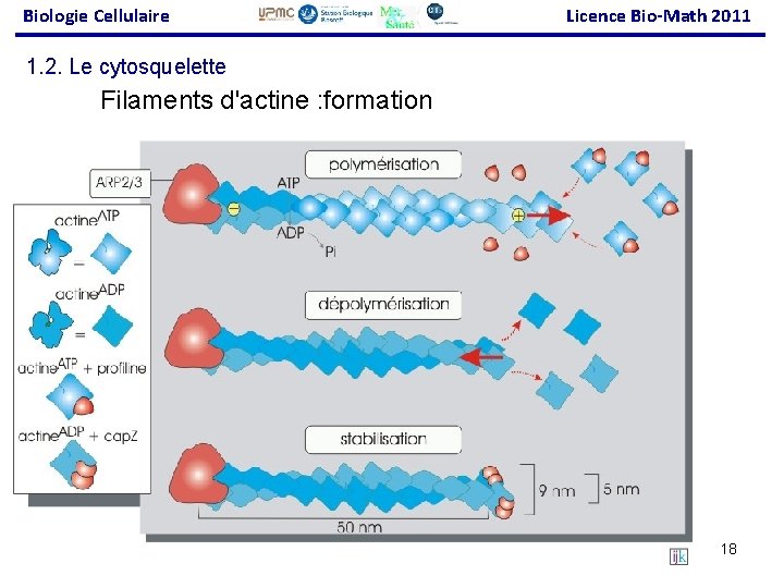 Biologie Cellulaire Licence Bio-Math 2011 1. 2. Le cytosquelette Filaments d'actine : formation 18