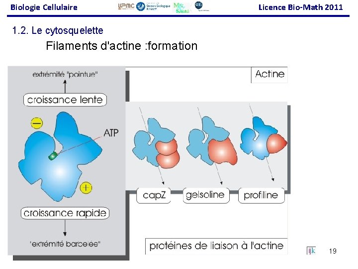 Biologie Cellulaire Licence Bio-Math 2011 1. 2. Le cytosquelette Filaments d'actine : formation 19