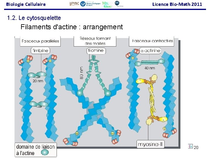 Biologie Cellulaire Licence Bio-Math 2011 1. 2. Le cytosquelette Filaments d'actine : arrangement 20