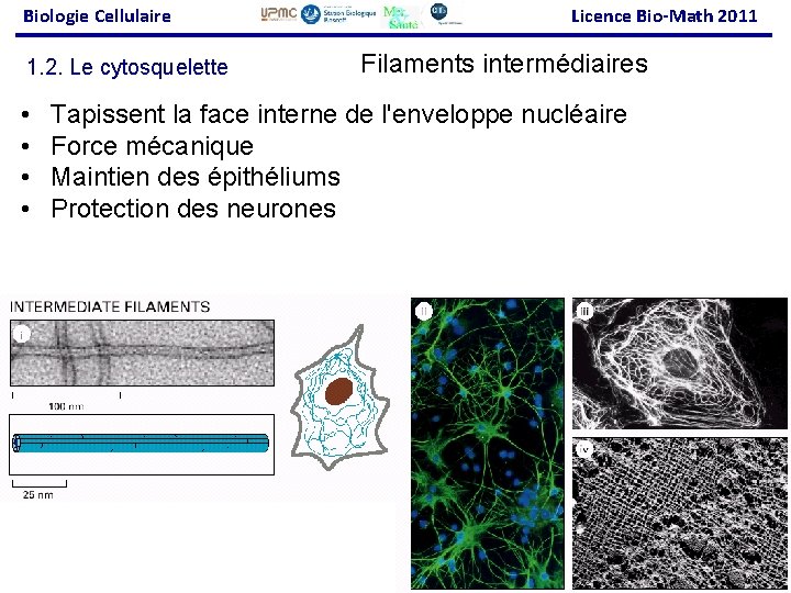 Biologie Cellulaire 1. 2. Le cytosquelette • • Licence Bio-Math 2011 Filaments intermédiaires Tapissent