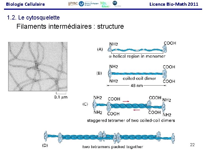 Biologie Cellulaire Licence Bio-Math 2011 1. 2. Le cytosquelette Filaments intermédiaires : structure 22