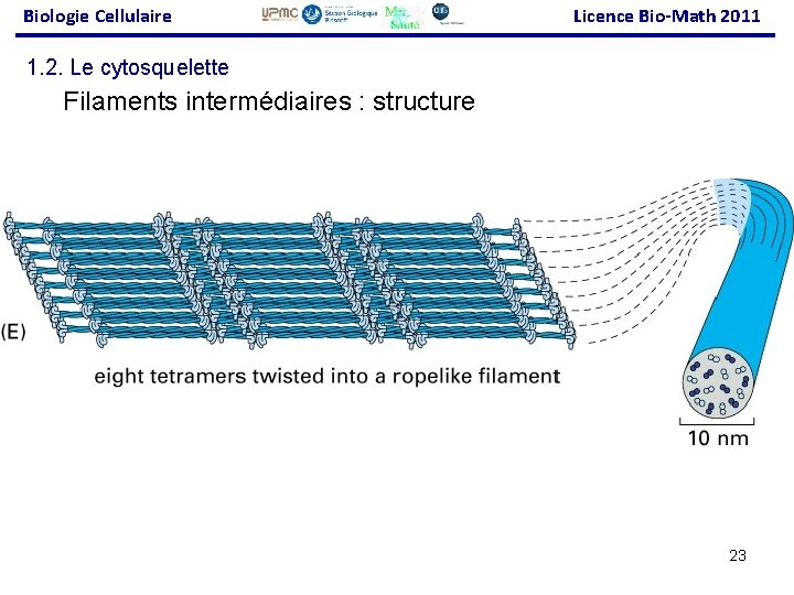 Biologie Cellulaire Licence Bio-Math 2011 1. 2. Le cytosquelette Filaments intermédiaires : structure 23